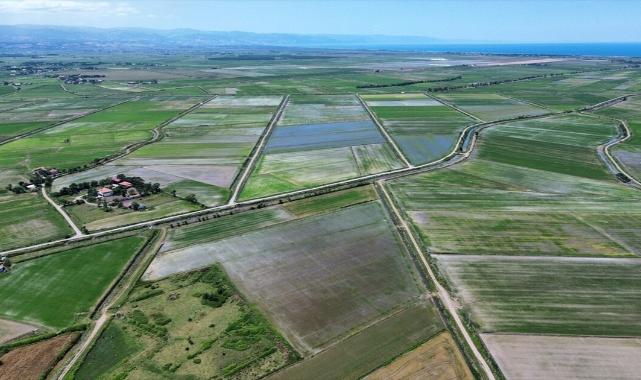 Bafra Ovası'nda 158 bin dekar alanda çeltik üretimi yapılıyor