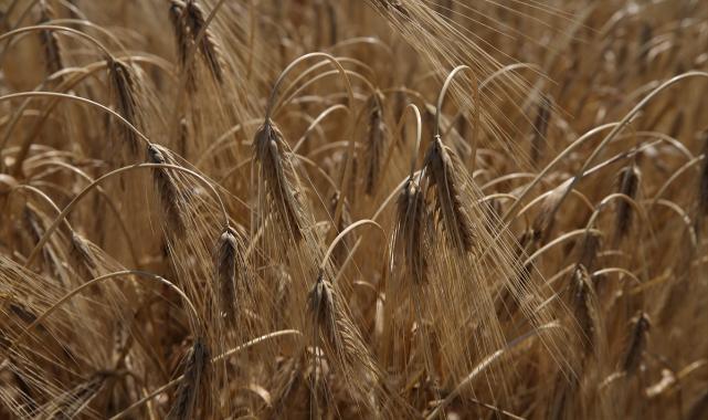 Çanakkale'de yerli 13 buğday ve 9 arpa çeşidi üreticiye tanıtıldı