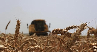 Mardin'de buğday hasadı sürüyor