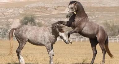 TİGEM 70 Safkan Arap Koşu Tayı Satacak! İhale Detayları Belli Oldu