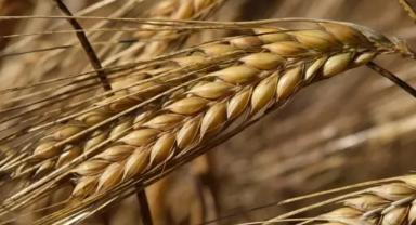 TMO 2026 Hububat Alım Fiyatlarını Açıkladı: Buğday 16 Bin 500 TL, Arpa 12 Bin 750 TL