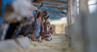 Yeni besicilik projesinin et fiyatlarının dengelenmesine katkı sağlaması bekleniyor