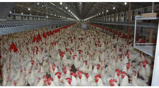 58 ülke Türk tavuğu tüketiyor