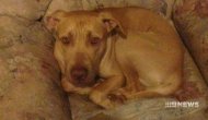 Avustralya’da pitbull sahibini öldürdü