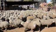 Bakan müjdeyi verdi! 300 koyun projesi Şırnak'ta başlıyor...