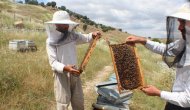 Bal hasadını bitiren arıcılar dönüş yolunda