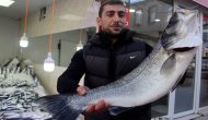 Balıkçılara 7 kilogramlık levrek sürprizi