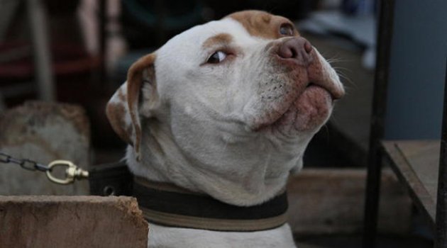 Berlin’de Türklere köpekli saldırı