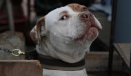 Berlin’de Türklere köpekli saldırı