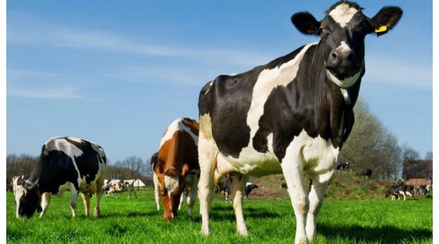 Besiciler, canlı hayvan bulmakta zorlanıyor