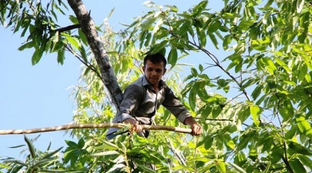 Bu haber ağaca tırmanabilen ve denge sorunu yaşamayan erkekler için