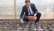 Dünyanın en pahalı baharatı Mersin'de yetişiyor