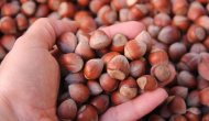 Fındık üreticilerine dokuz yılda 6,8 milyar lira destek