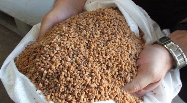 Fosil yakıtın alternatifi zeytin çekirdeği