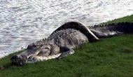 Golf sahasında ölümcül kavga!