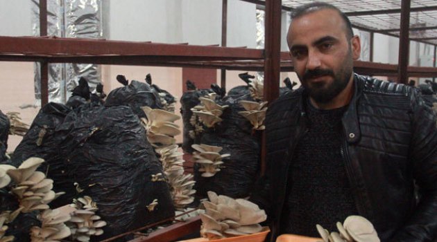 Hakkari'de ilk defa istiridye mantarı üretildi