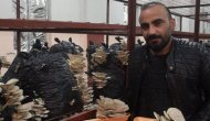 Hakkari'de ilk defa istiridye mantarı üretildi