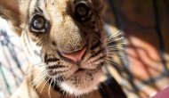 IFAW korkunç raporu yayımladı! İnternetteki vahşi yaşam ticareti gözler önüne serildi