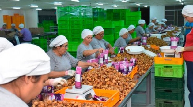İhracatlık kuru incirde fiyatlar yükseldi