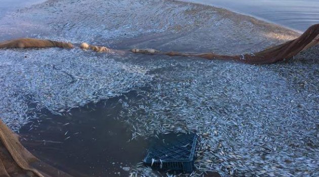 İznik Gölü'nde gümüş balığı avı sürüyor