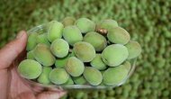 Kayısı çağlası 15 liradan alıcı buluyor