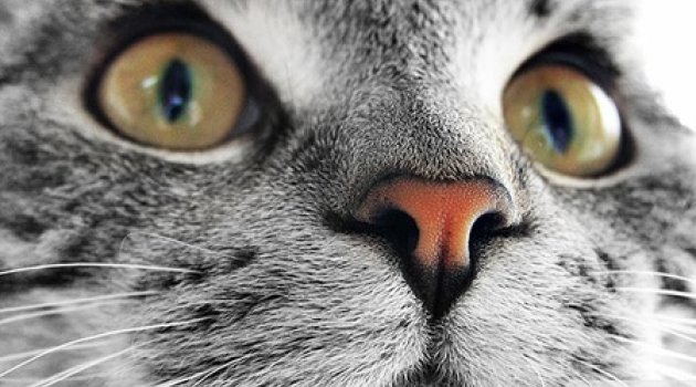 Kedi tırmalaması ereksiyonu engelleyebiliyor