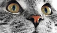 Kedi tırmalaması erkeklerde ereksiyonu engelliyor