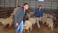 Köyüne geri dönene 300 koyun + maaş