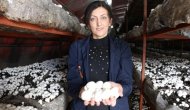 Mantar üretim tesisi kurup mahallesindeki kadınlara iş kapısı açtı