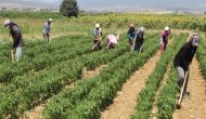 Mevsimlik tarım işçisi göçü başladı