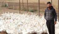 Mimarlığı bıraktı kaz çiftliği kurdu