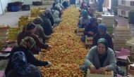 Mut'ta kayısı üreticisi altın yılını yaşıyor