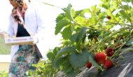 Organik çilekler tadı ve aromasıyla yok satıyor!