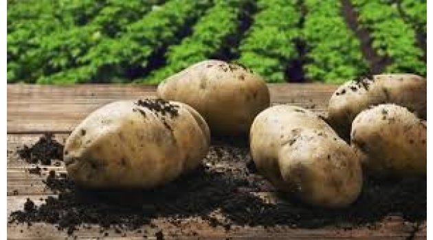 Patates üreticisi fiyat ve rekolte konusunda sıkıntılı