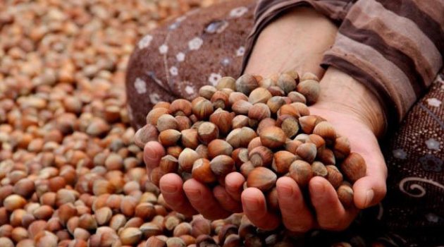 Pazara 645 bin 875 ton fındık indi