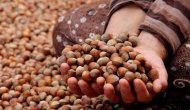 Pazara 645 bin 875 ton fındık indi
