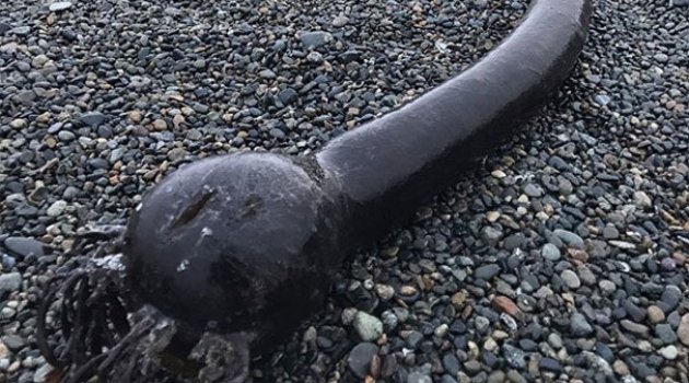 Rusya kıyılarına vuran tuhaf canlı şaşkınlık yarattı!