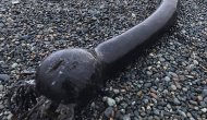 Rusya kıyılarına vuran tuhaf canlı şaşkınlık yarattı!