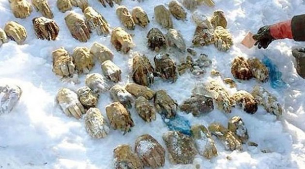Rusya'da çanta içinden 27 çift insan eli çıktı