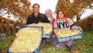 Sarıgöl’de üzümde kış hasadı