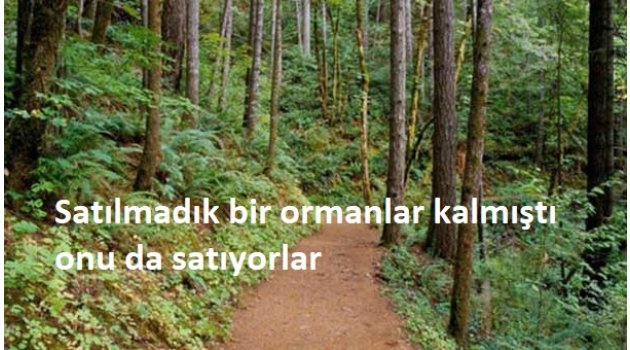 Satılmadık bir ormanlar kalmıştı onu da satıyorlar