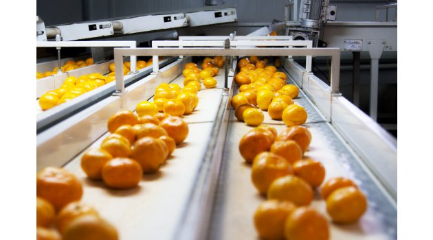 Satsuma mandalina ihracatında aslan payı Rusya’nın