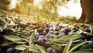 Silifke zeytin üretiminde de iddialı