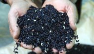 Siyah pirinç artık Türk sofralarında da yer alacak