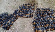 Şok fotoğraf! Aşırı sıcakta haşlanıp ölen yarasalar dehşete düşürdü