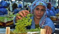 Sultaniye üzümde hasat ve ihracat sevinci