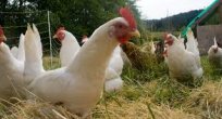 20 gün sonra fiyatlar ikiye katlayabilir
