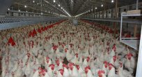 58 ülke Türk tavuğu tüketiyor