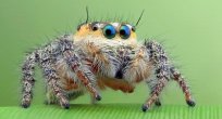 8 Gözlü Sıçrayan Örümcek: Salticidae