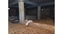 Çiftçinin patatesi depoda çürüyor: Seneye ekmeyeceğiz!